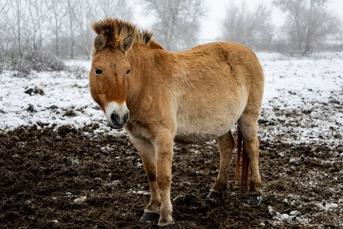 Best Cushing's Disease Treatment For Horses