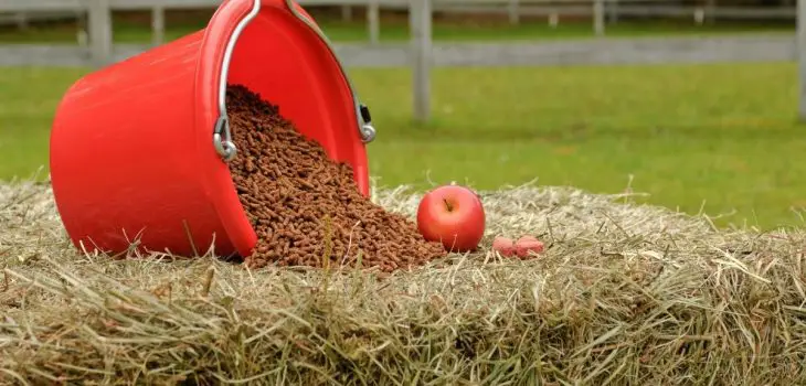 Best Equine Joint Supplement For Horses