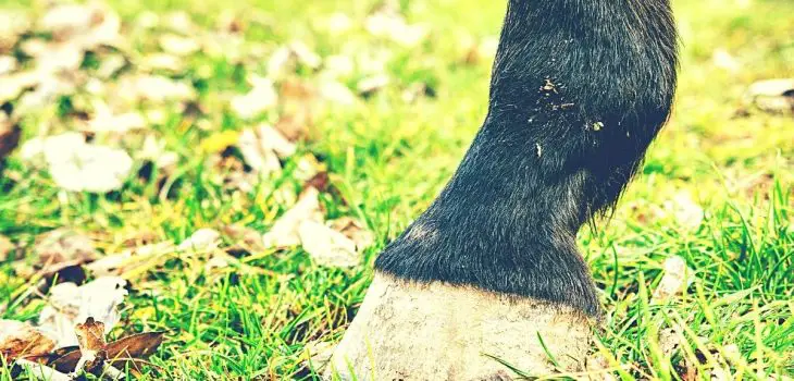 Best Hoof Supplements For Barefoot Horses