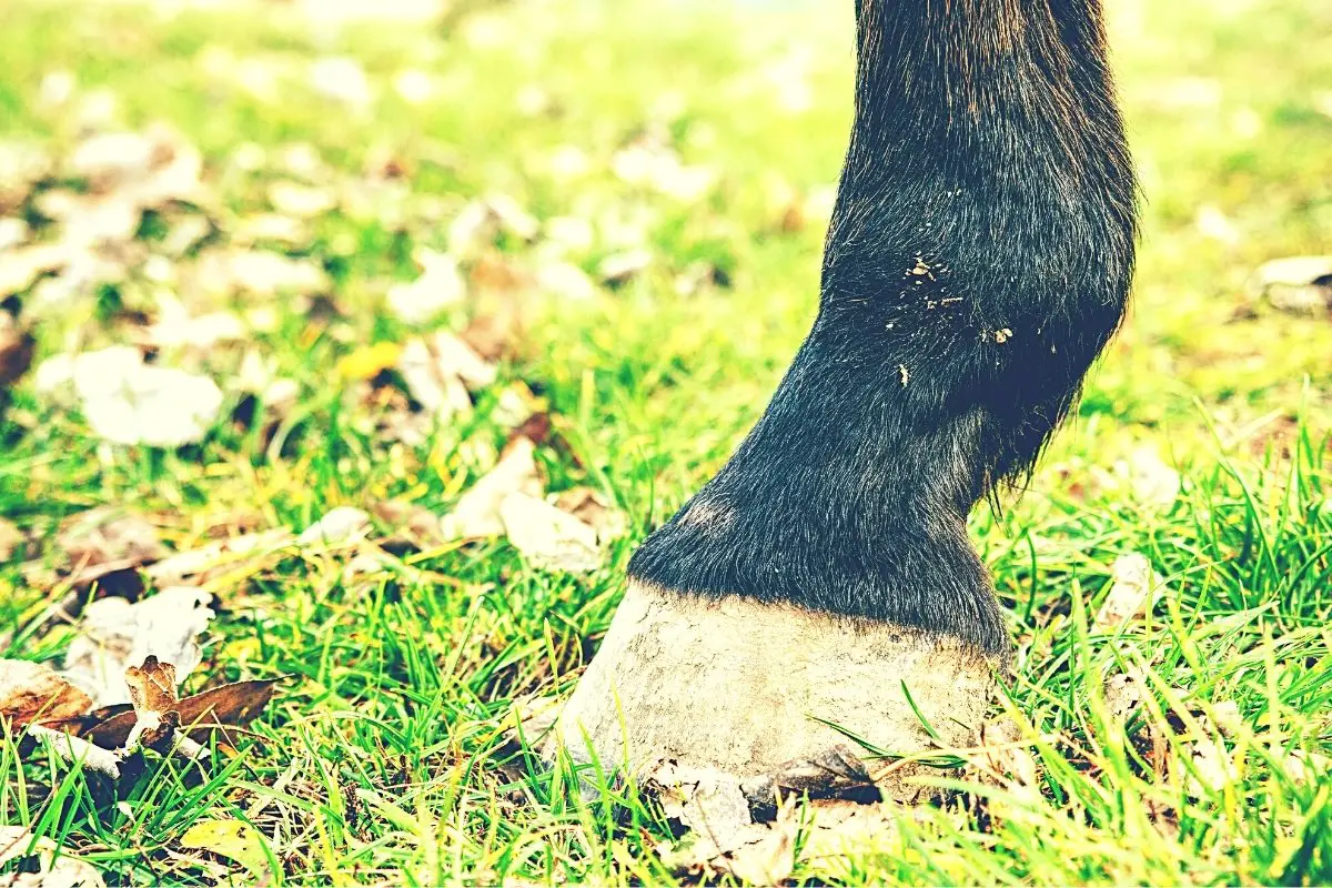 Best Hoof Supplements For Barefoot Horses