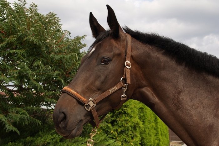 How To Choose A Halter, What You Have To Consider