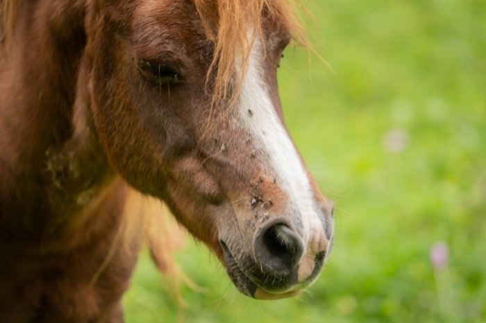 How To Choose Fly Spray For Horses, What To Consider