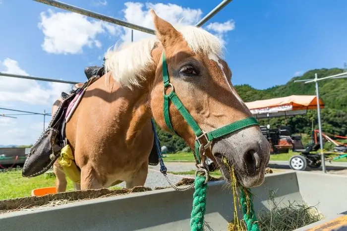 How To Choose Horse Feed, What You Have To Consider