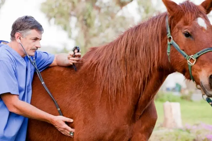 How To Get Cushing’s Medication For Horses