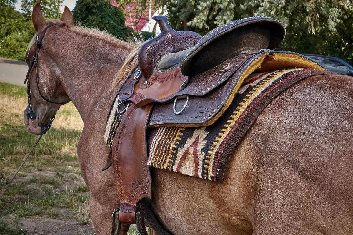 How To Size A Western Saddle For Your Horse
