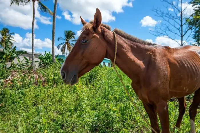 How to Choose a Weight Gain Supplement for Horses, What you Have to Consider