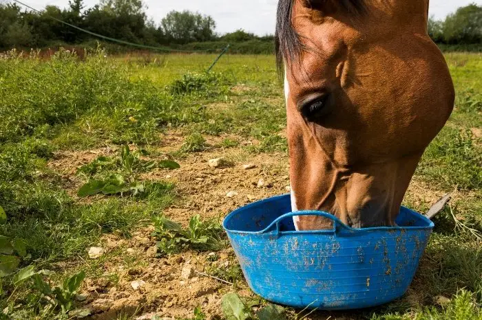 Things To Look For When Choosing A Horse Feed