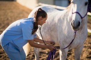 Best Ulcer Treatment For Horses - Horse Meta