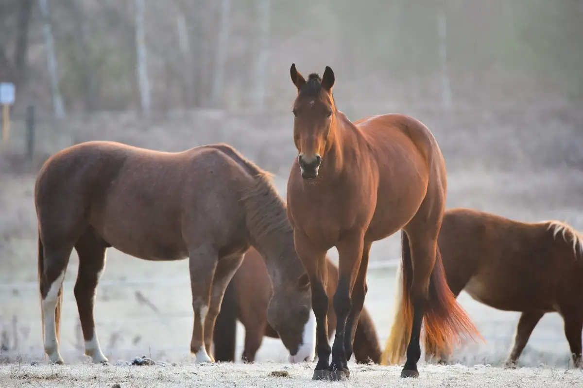 What Is A Gelding, Mare Or Stallion