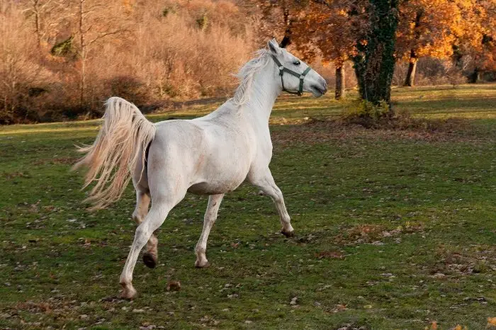 What Is A Lipizzan Horse