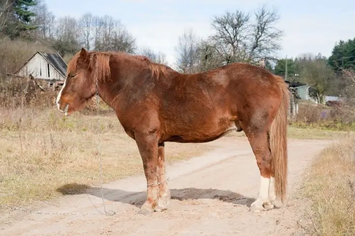 What Is Cushing’s Disease In Horses