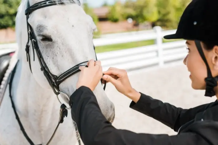 What To Know Before Using A Halter On Your Horse, How It Should Fit