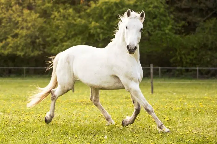 Where Do Lipizzaner Horses Come From