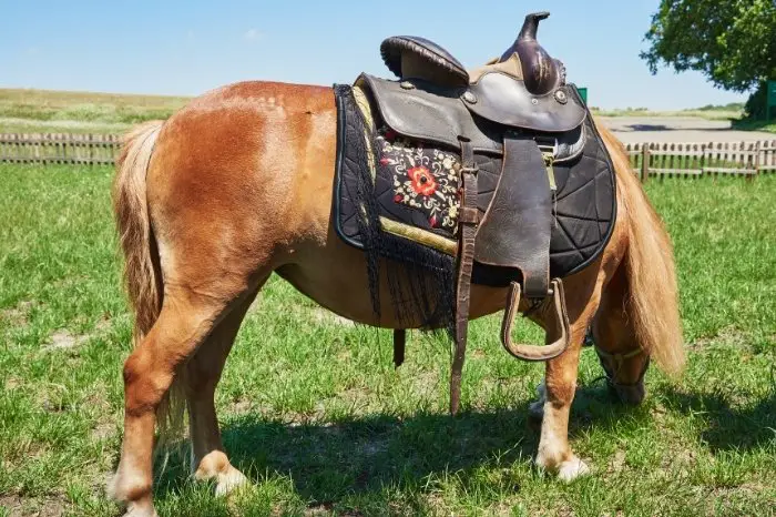 Why Is Fitting A Saddle To A Horse Important