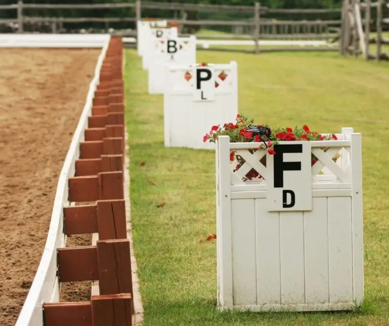 devon-horse-show-dressage-horse-meta