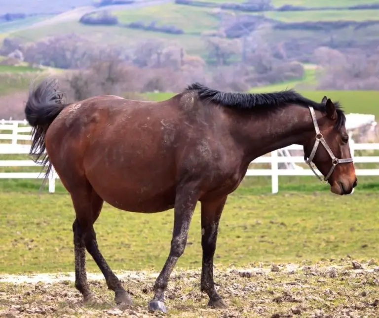 How Many Months Is A Horse Pregnant? - Horse Meta