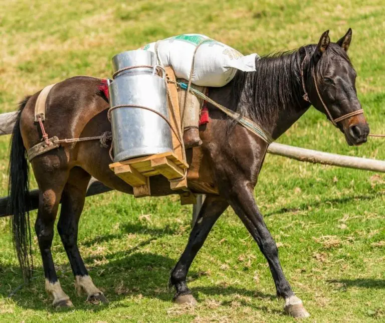 How Much Weight Can A Horse Carry Comfortably? Horse Meta