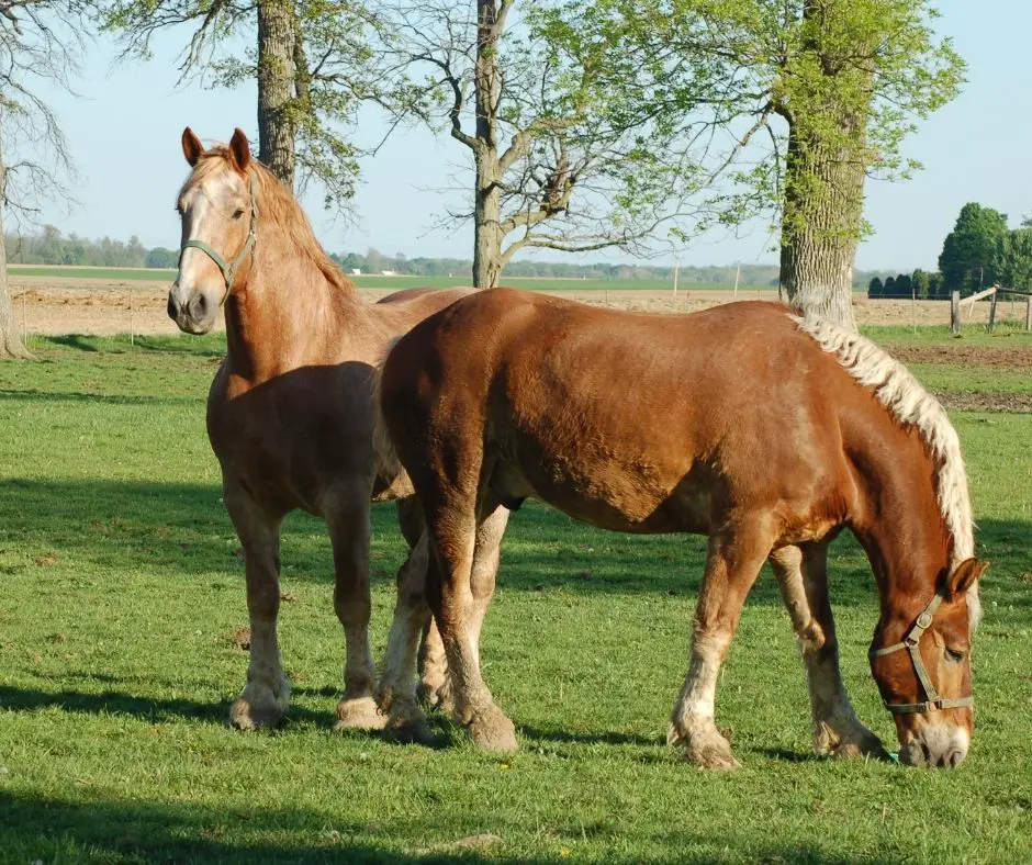 How Tall Is A Belgian Horse Horse Meta