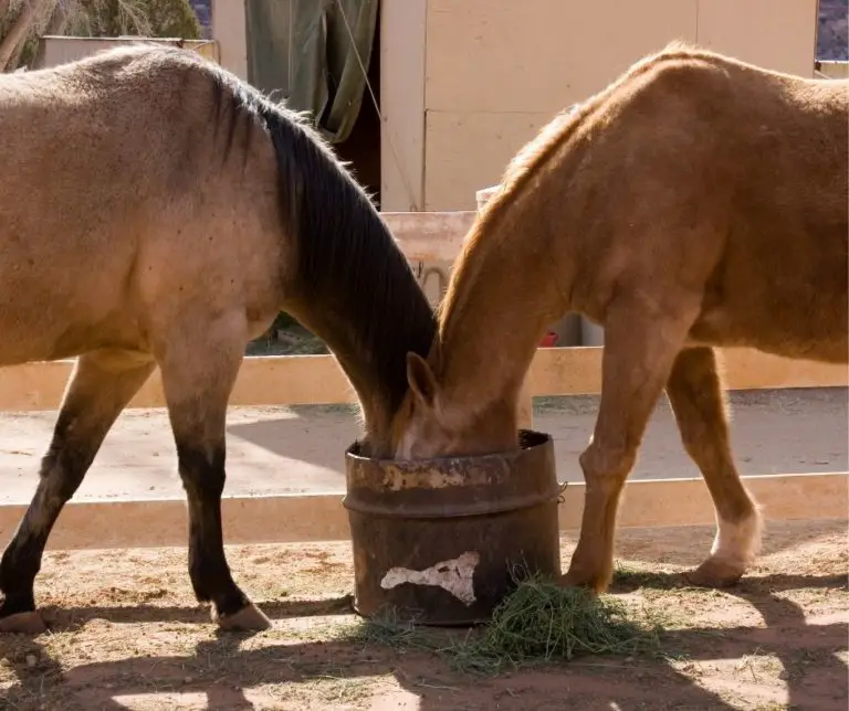 how-much-alfalfa-to-feed-a-horse-horse-meta