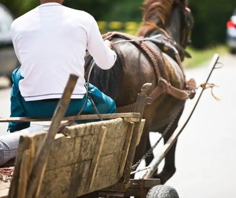 What Licence Do I Need To Drive A Horse Lorry