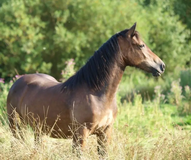 how-to-put-weight-on-an-older-horse-horse-meta