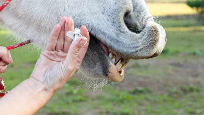ulcer treatment for horses