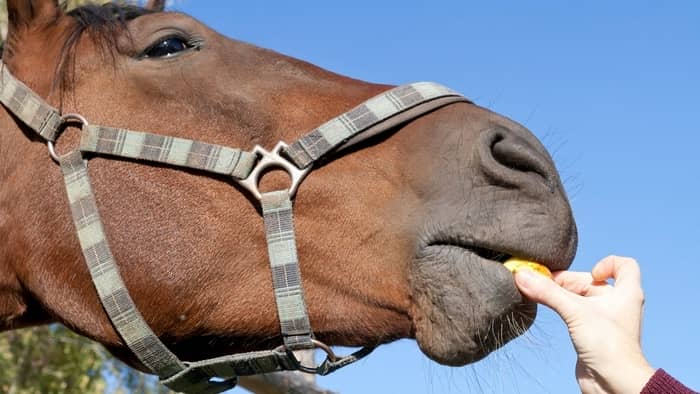 What should I feed my horse with ulcers