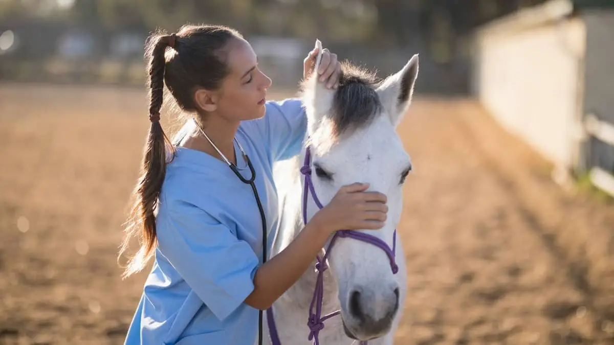 Ear Mites In Horses - Has Your Horse Got Bugs In His Ears?