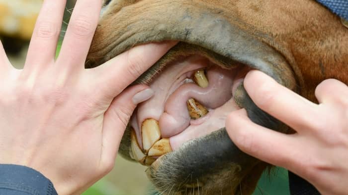 Horse With Dog Teeth - Equine Dentistry Explained! - Horse Meta