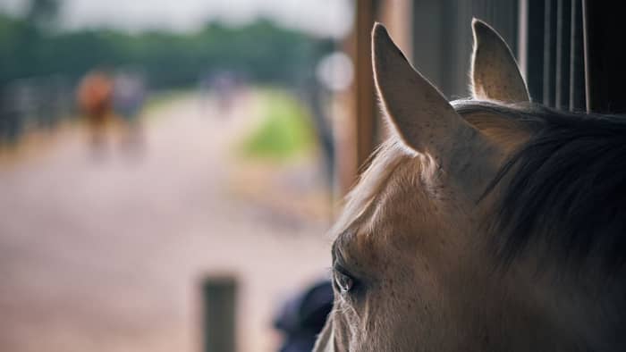 how to treat ear mites in horses