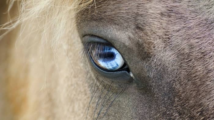 Do horses with blue eyes go blind