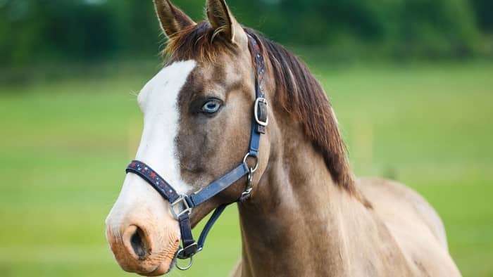 How rare is a horse with blue eyes