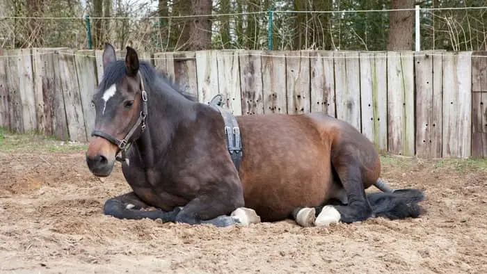 how long is a mini horse pregnant