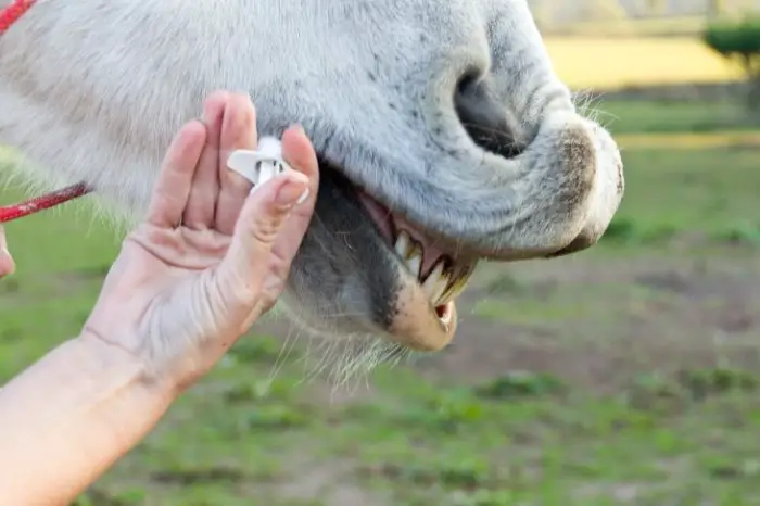 Best Treatment For Summer Sores In Horses