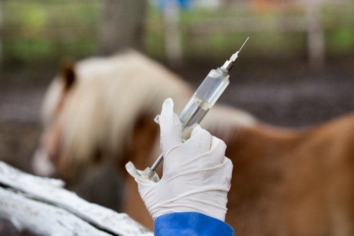 Horses Previously Vaccinated Against WNV