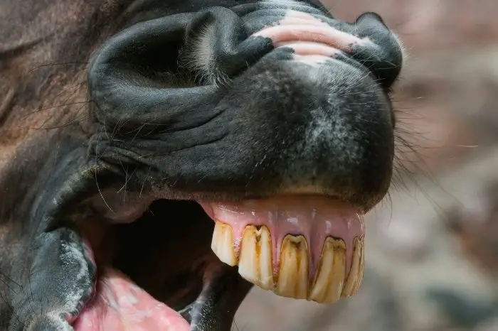 How Many Teeth Does A Horse Have