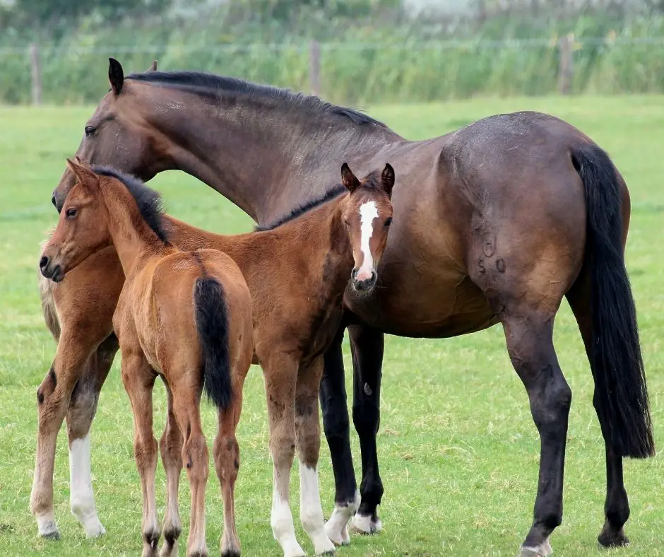 How Much Protein Does A Horse Need Horse Meta