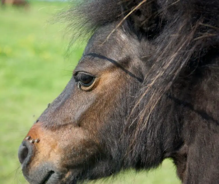 How To Get Rid Of A Horse Fly? - Horse Meta