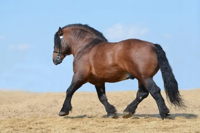 Size Of Horse