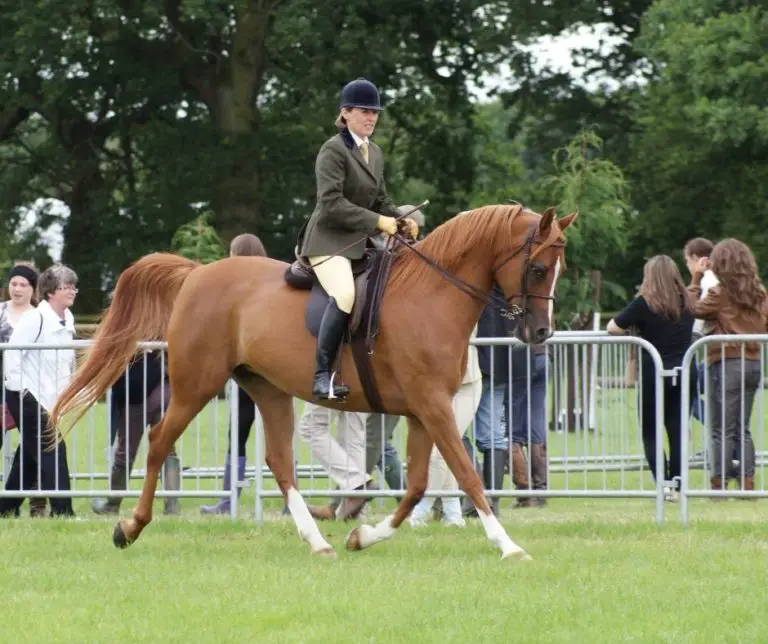 Upperville Va Horse Show? Horse Meta