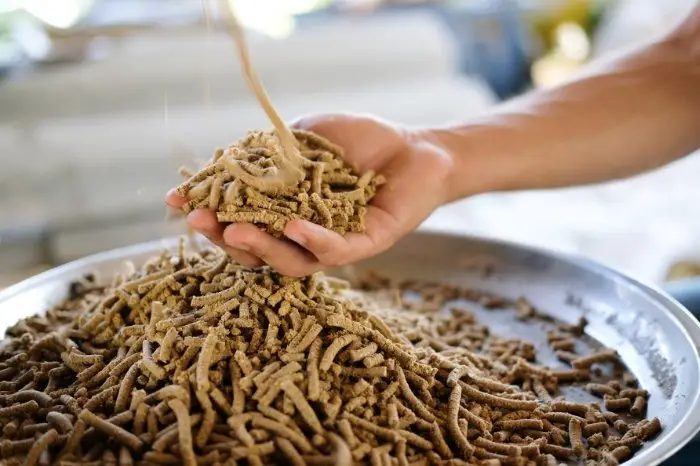 What Is Starch In Horse Feed?