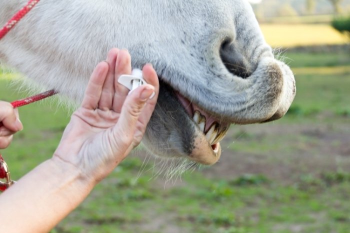 What Is The Best Treatment For An Abscess In Horse Hooves