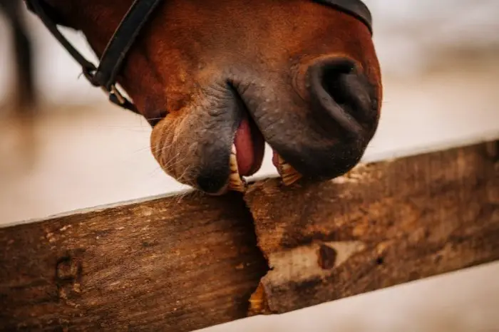 Why Do Horses Chew On Wood - Boredom