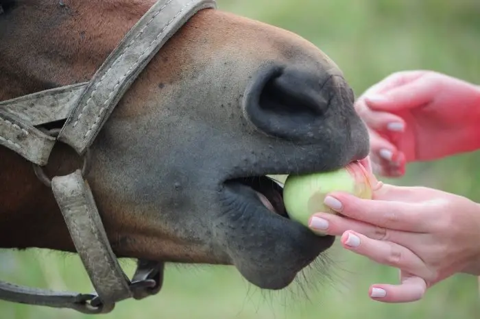 Are Apples Good For Horses