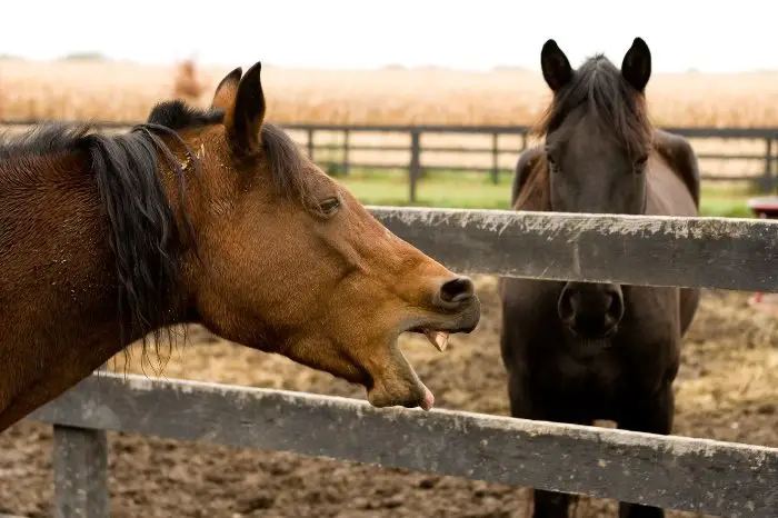 Can Horses Puke? - What You Need To Know