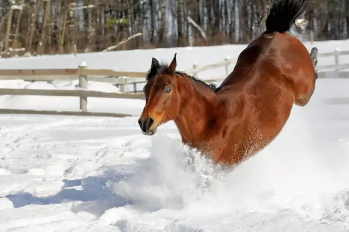 Causes Of Bucking In Horses - Mean Horses