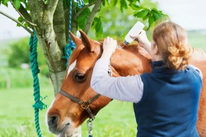 How Horse Ointment For Pain Works