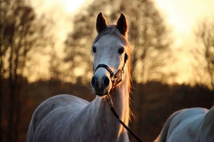 How Much Will A Horse Have Grown By The Time It's Five