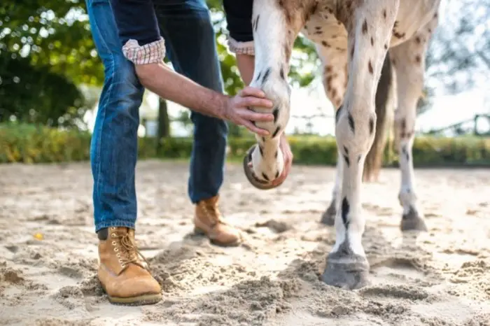 Using Horse Liniment For Arthritis