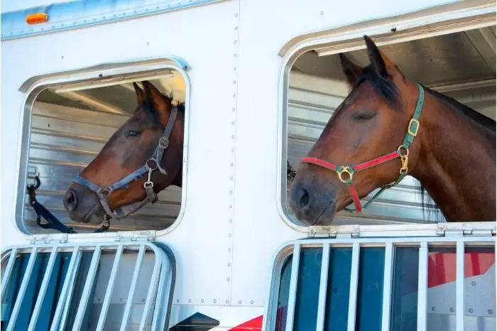  What do horses do when they're tired